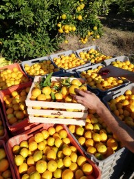 Mandarine iz doline Neretve