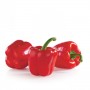Paprika - rdeča