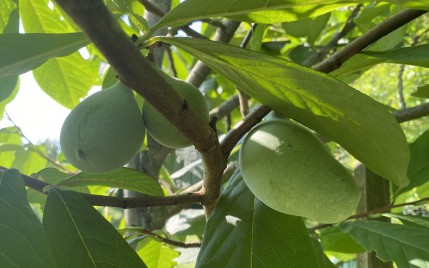 Asimina (indijanska banana): kakšnega okusa je in kako jo jemo? -