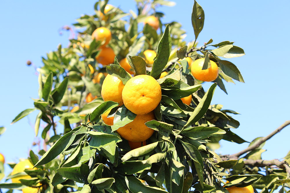 Mandarine iz doline Neretva